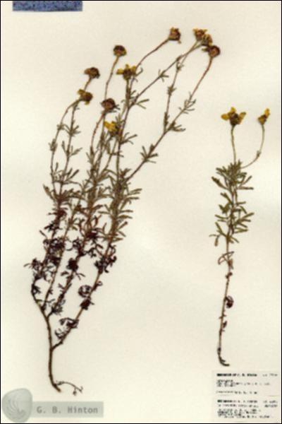URN_catalog_HBHinton_herbarium_23598.jpg.jpg