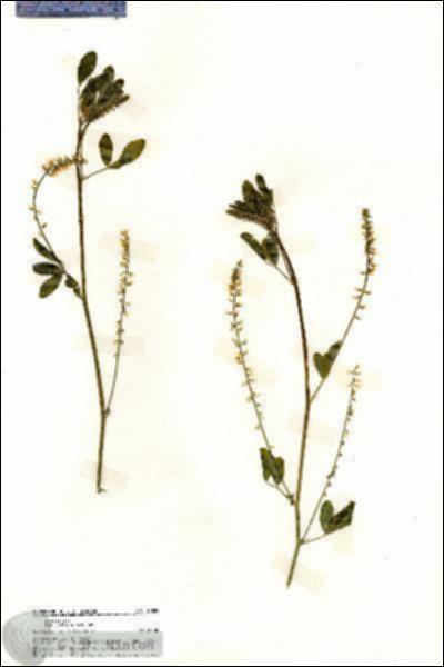 URN_catalog_HBHinton_herbarium_19882.jpg.jpg