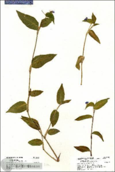 URN_catalog_HBHinton_herbarium_21020.jpg.jpg