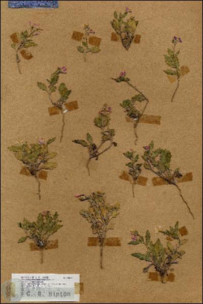 URN_catalog_HBHinton_herbarium_18069.jpg.jpg