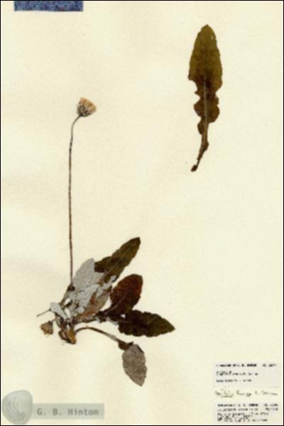 URN_catalog_HBHinton_herbarium_22594.jpg.jpg