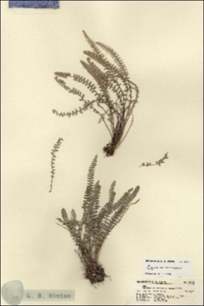 URN_catalog_HBHinton_herbarium_21573.jpg.jpg