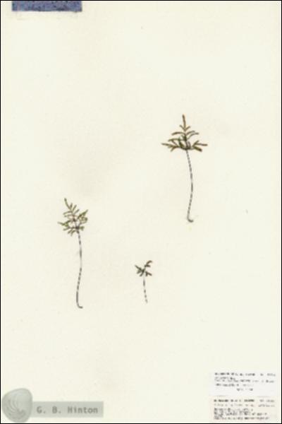URN_catalog_HBHinton_herbarium_25694.jpg.jpg