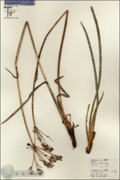 URN_catalog_HBHinton_herbarium_26217.jpg.jpg