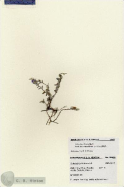 URN_catalog_HBHinton_herbarium_28418.jpg.jpg