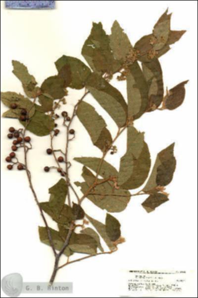 URN_catalog_HBHinton_herbarium_21222.jpg.jpg