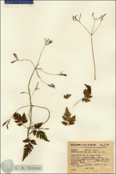 URN_catalog_HBHinton_herbarium_8324.jpg.jpg