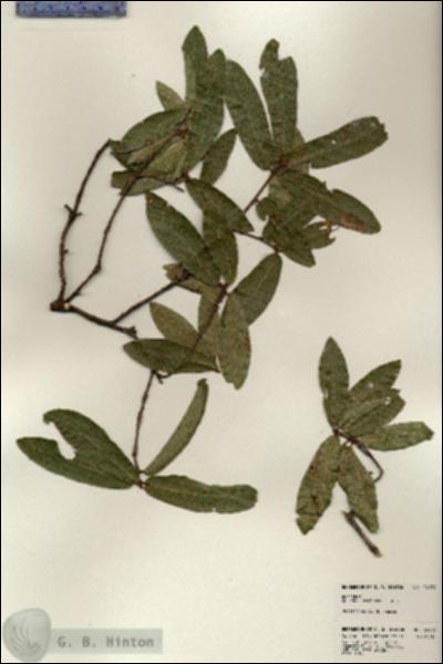 URN_catalog_HBHinton_herbarium_24039.jpg.jpg