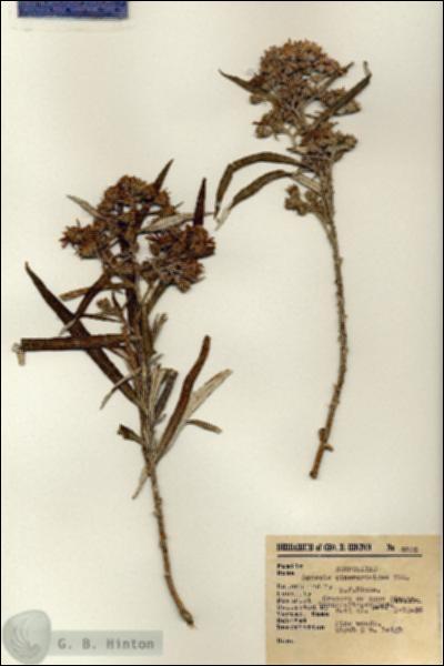 URN_catalog_HBHinton_herbarium_8822.jpg.jpg