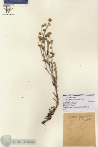 URN_catalog_HBHinton_herbarium_2872.jpg.jpg
