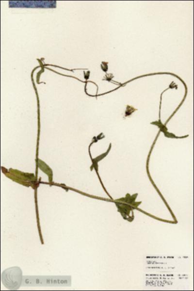 URN_catalog_HBHinton_herbarium_23963.jpg.jpg