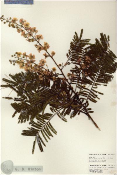 URN_catalog_HBHinton_herbarium_24656.jpg.jpg