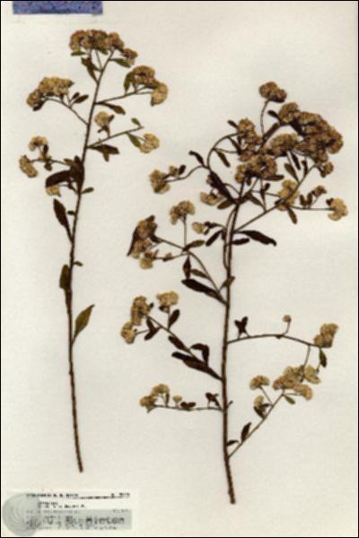 URN_catalog_HBHinton_herbarium_20895.jpg.jpg
