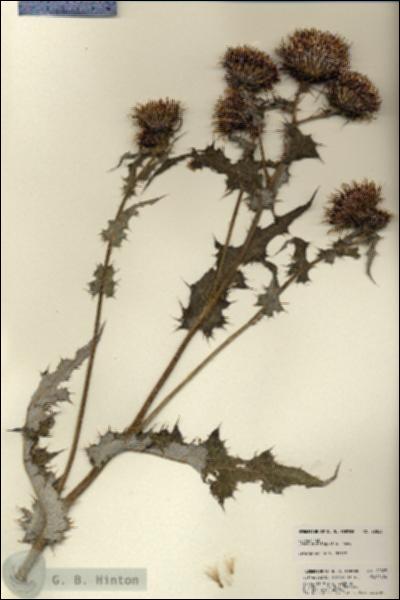 URN_catalog_HBHinton_herbarium_22823.jpg.jpg