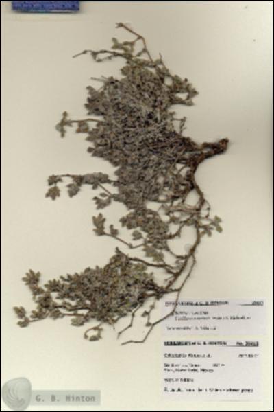 URN_catalog_HBHinton_herbarium_28415.jpg.jpg