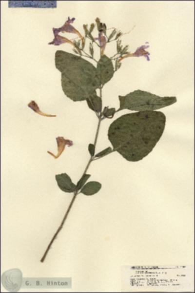 URN_catalog_HBHinton_herbarium_21537.jpg.jpg