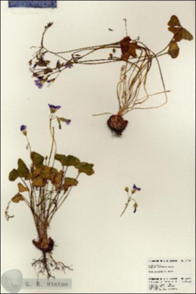URN_catalog_HBHinton_herbarium_22949.jpg.jpg