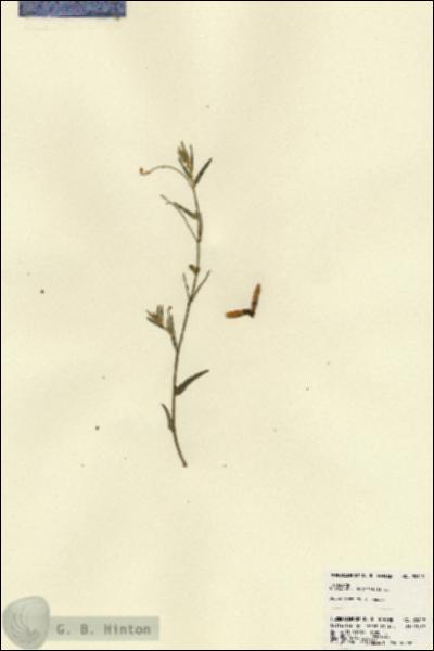 URN_catalog_HBHinton_herbarium_22619.jpg.jpg