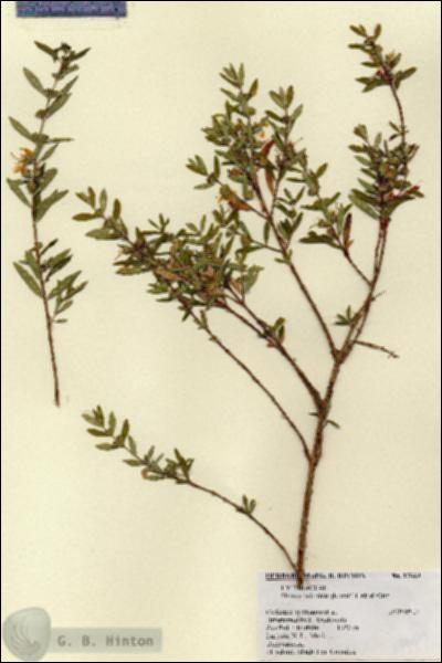 URN_catalog_HBHinton_herbarium_17699.jpg.jpg