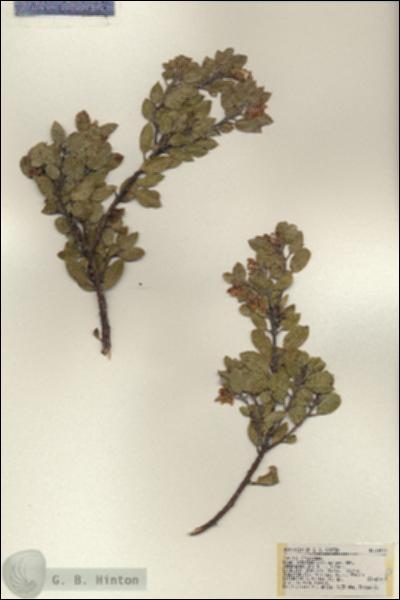 URN_catalog_HBHinton_herbarium_18270.jpg.jpg