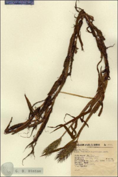 URN_catalog_HBHinton_herbarium_6657.jpg.jpg