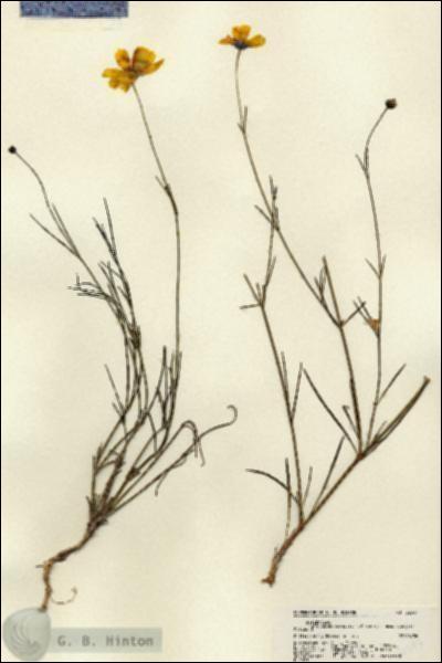 URN_catalog_HBHinton_herbarium_22347.jpg.jpg