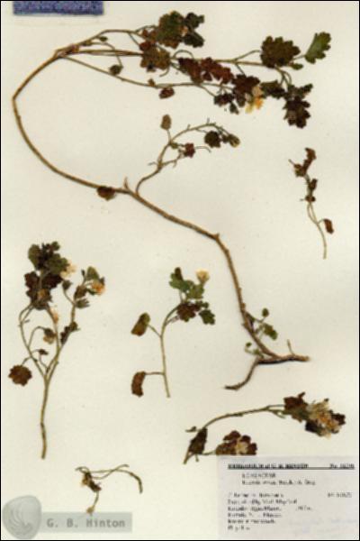 URN_catalog_HBHinton_herbarium_21208.jpg.jpg