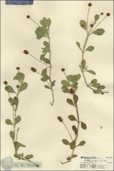 URN_catalog_HBHinton_herbarium_21575.jpg.jpg