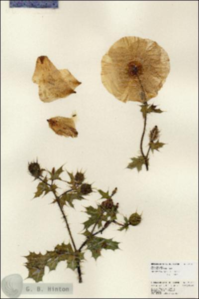 URN_catalog_HBHinton_herbarium_25219.jpg.jpg