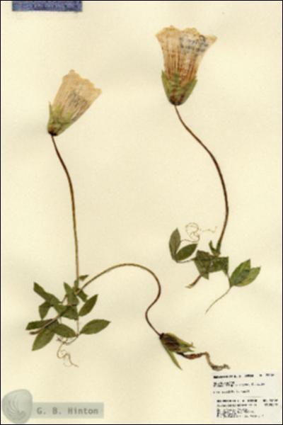 URN_catalog_HBHinton_herbarium_23469.jpg.jpg