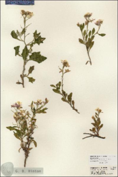 URN_catalog_HBHinton_herbarium_22839.jpg.jpg