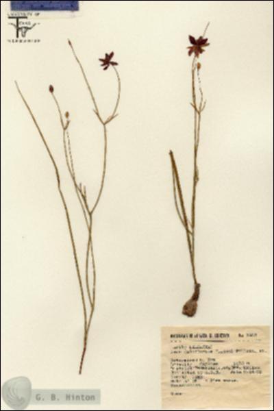 URN_catalog_HBHinton_herbarium_1682.jpg.jpg