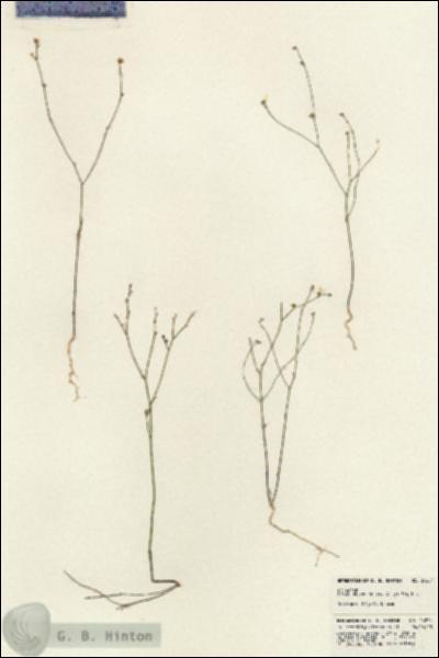 URN_catalog_HBHinton_herbarium_24254.jpg.jpg