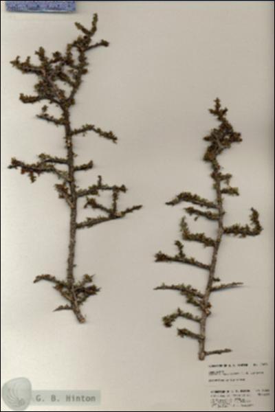 URN_catalog_HBHinton_herbarium_20624.jpg.jpg