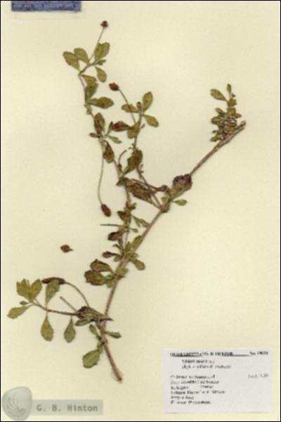 URN_catalog_HBHinton_herbarium_18631.jpg.jpg