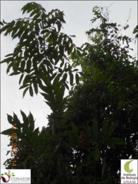 71465_S1_ARC_20130512_001_002.jpg.jpg