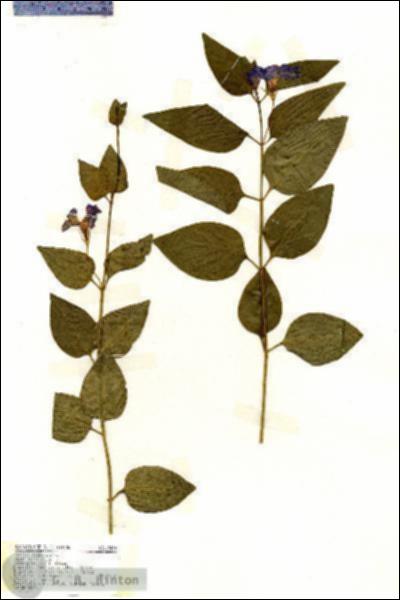 URN_catalog_HBHinton_herbarium_19404.jpg.jpg