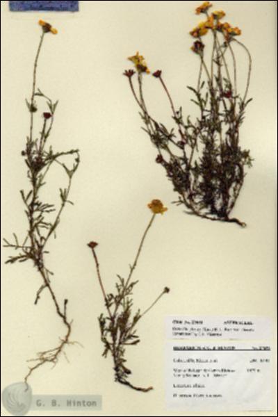 URN_catalog_HBHinton_herbarium_27690.jpg.jpg