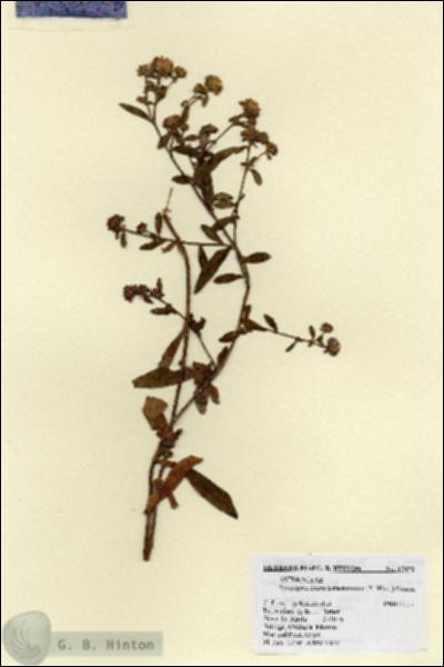URN_catalog_HBHinton_herbarium_17872.jpg.jpg