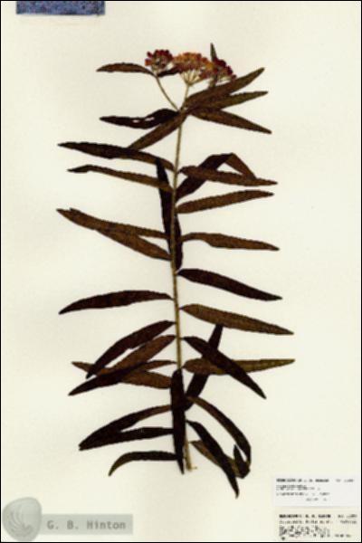 URN_catalog_HBHinton_herbarium_22889.jpg.jpg