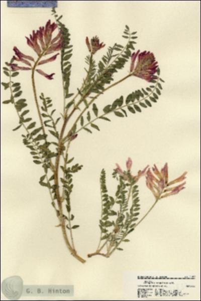 URN_catalog_HBHinton_herbarium_21857.jpg.jpg