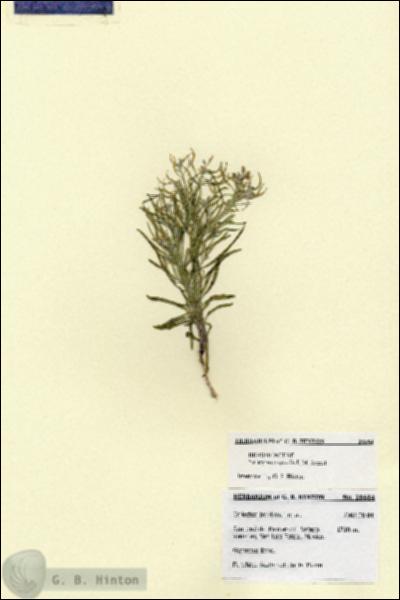 URN_catalog_HBHinton_herbarium_28684.jpg.jpg
