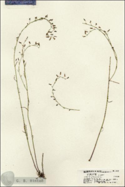 URN_catalog_HBHinton_herbarium_21721.jpg.jpg