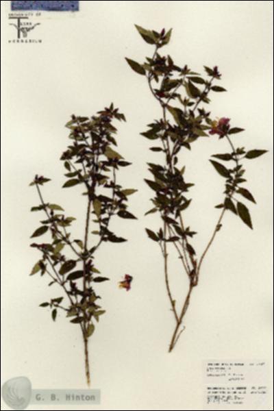 URN_catalog_HBHinton_herbarium_26337.jpg.jpg