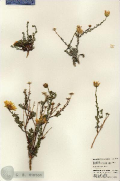URN_catalog_HBHinton_herbarium_23194.jpg.jpg