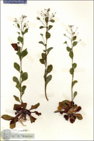 URN_catalog_HBHinton_herbarium_18127.jpg.jpg