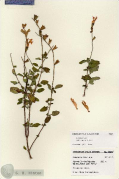 URN_catalog_HBHinton_herbarium_28207.jpg.jpg
