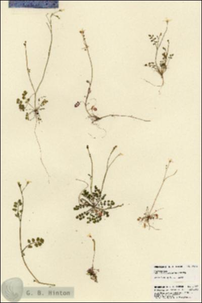 URN_catalog_HBHinton_herbarium_21813.jpg.jpg