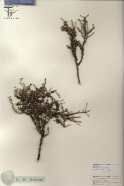 URN_catalog_HBHinton_herbarium_25764.jpg.jpg