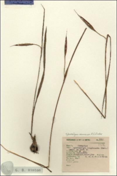 URN_catalog_HBHinton_herbarium_8010.jpg.jpg